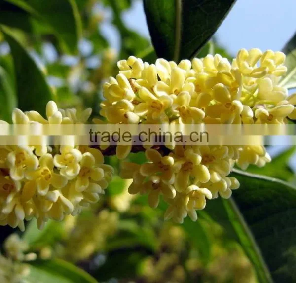 New Crop Sweet-Scented Osmanthus Fragrans Flower Tree Seeds For Planting photo-3