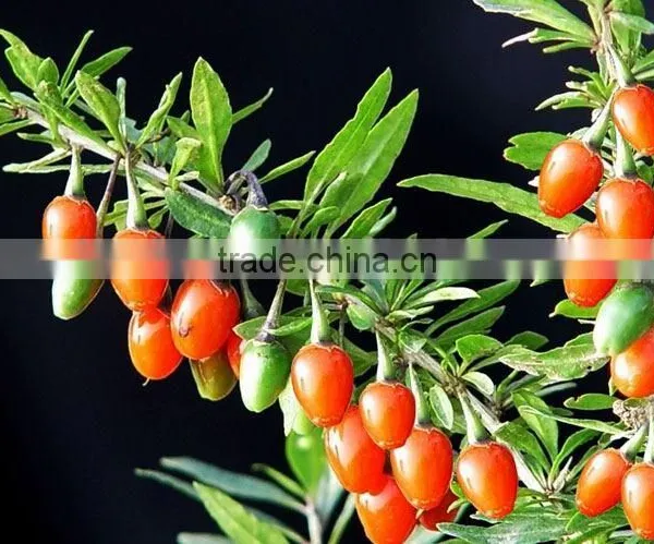 GMP KOSHER HALAL ISO BNP High Quality Chinese Red Dried Organic Goji Berry photo-2