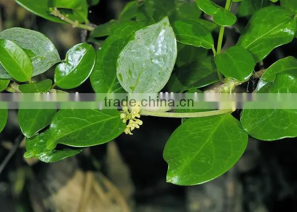BNP Sell 25%-75% Gymnemic Acid-Gymnema Sylvestre Extract--high Quality Gymnema Extract-buy Gymnema Sylvestre Plant