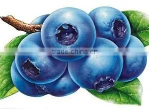 Natural High Quality Bilberry Extract /Bilberry Powder photo-2