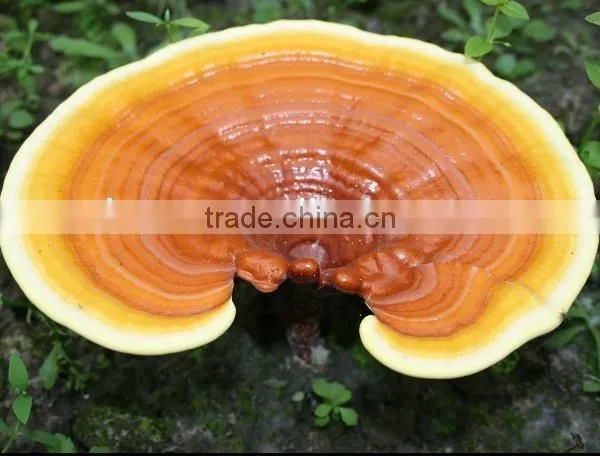 500mg 100% Pure Ganoderma Lucidum Spores Oil Softgel photo-2