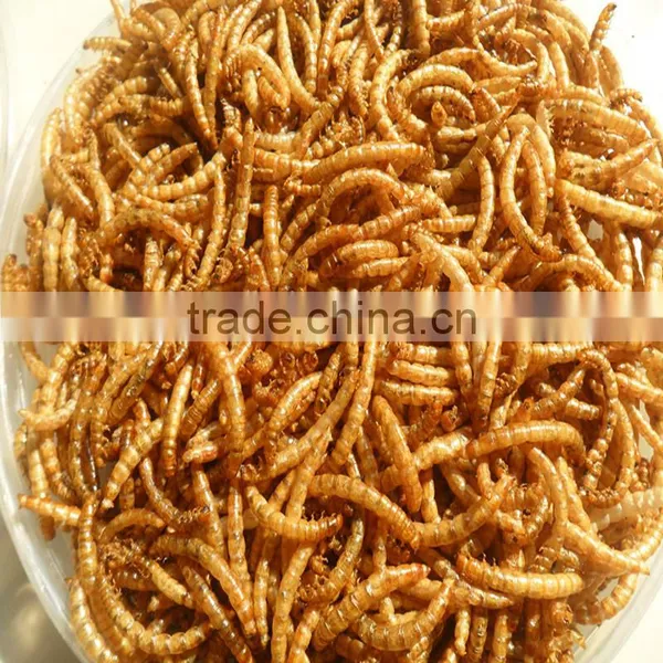 2.5---2.8cm Dried Mealworm for Pet (cat ,dog and Chicken) Food photo-2