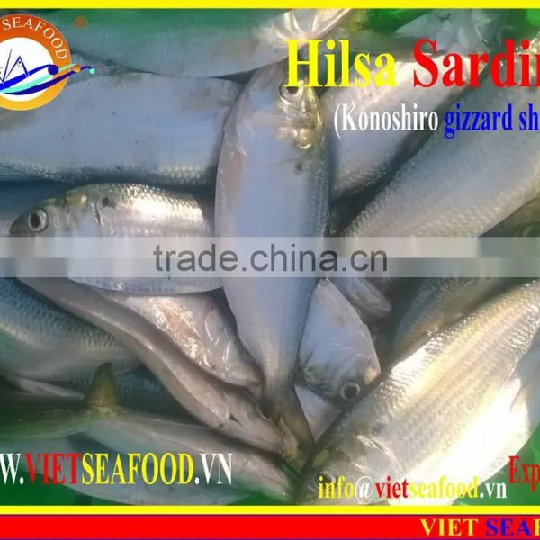 FROZEN HILSA SARDINE WHOLE ROUND photo-3