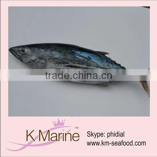 Frozen Sea Fish Fresh Skipjack