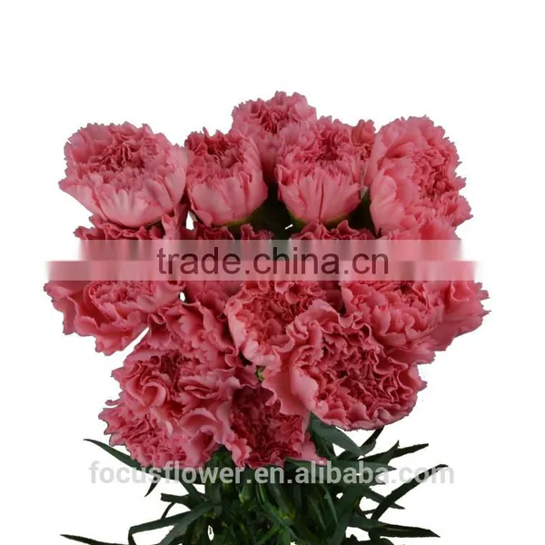 Perennial Flowering Plant Carnation Cut Flower Prices to Workmates photo-6