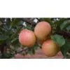 Red Pear