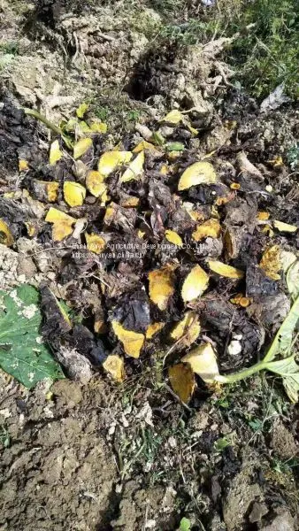 Supply Wholesale Rhizomes and Buds of Rhubarb, Horse-radish Rhubarb photo-4