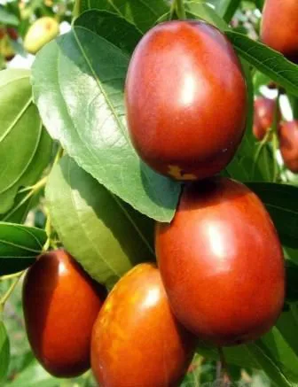 Dates Syrup Making Machine/Dates Molasses Making Machine photo-5