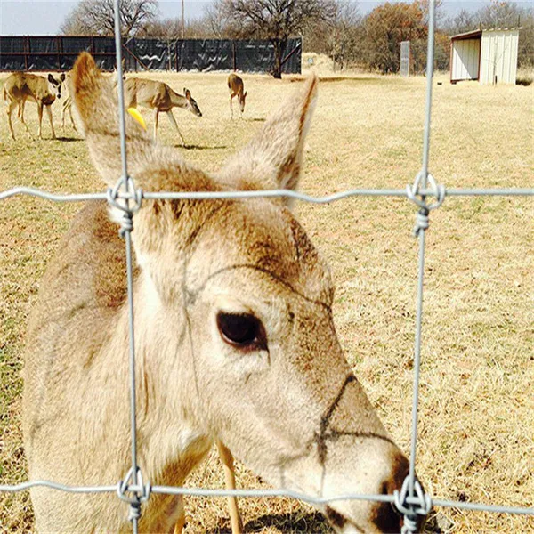 Hot Dipped Galvanized Cattle Fence Fixed Knot Field Fence for Ranch Livestock