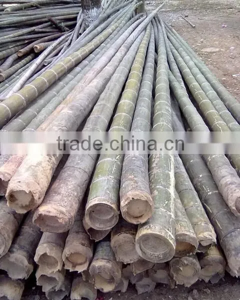 Straight moso bamboo poles for construction & building materials bamboo poles cheap bamboo cane productsraw bamboo poles