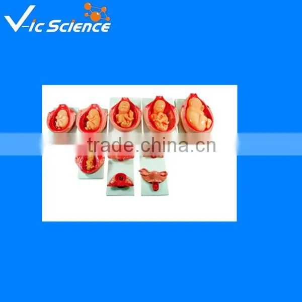 The Fetal Development Course of Pregnancy Model Human Model With Best Price