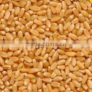 Vital Wheat Gluten