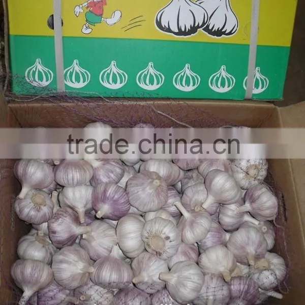 2016 Fresh Garlic Supplier photo-6