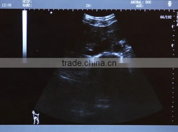 CE & ISO Qpproved Laptop Ultrasound Scanner for Vet Use With Low Price photo-2