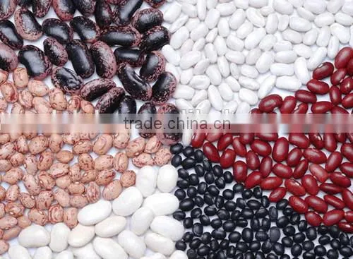 Small Round Shape Ight Speckled Kidney Bean Pinto Bean photo-4