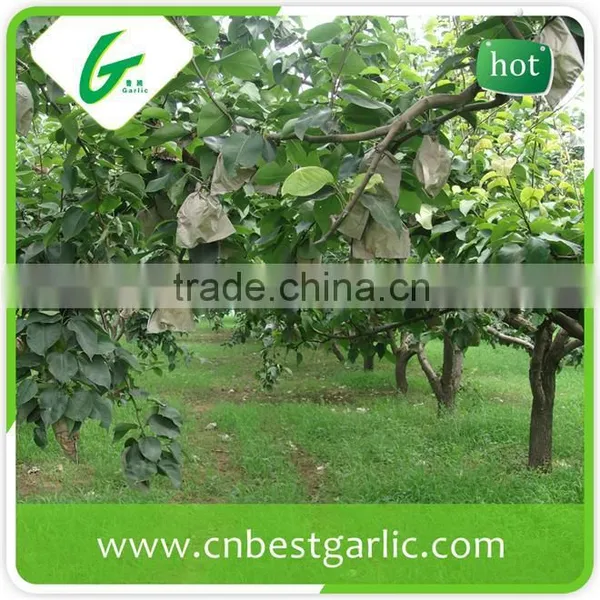 Cheap Bulk su Pear photo-3