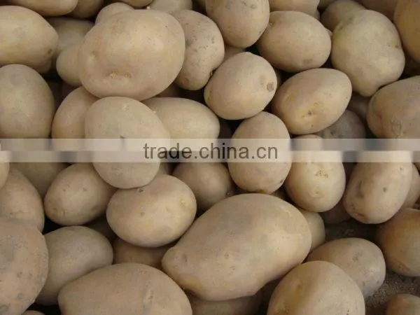 Professional Potato Supplier of Fresh Potato