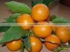 Fresh Orange