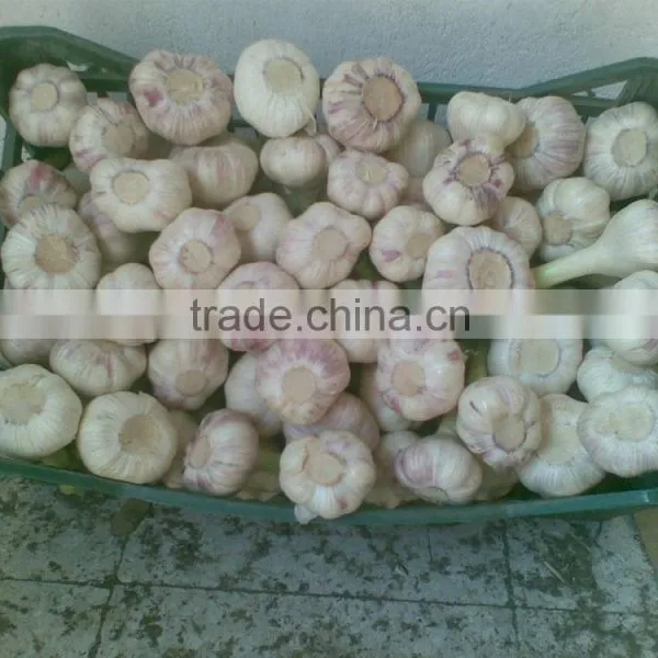 Best Price Natural Chinese Fresh Red / White Garlic photo-2