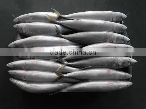 2016 Frozen Seafish Pacific Mackerel From China photo-3