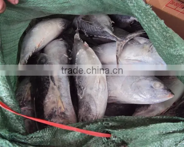 Frozen Whole Round Good Quality Bonito photo-2