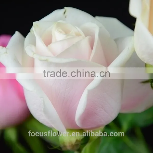 Natural Rose Flowers/Fresh Cut Flowers Rose for Wedding photo-4