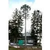 Tree Masts for Cellular Sites