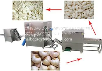 Full Automatic Garlic Bulb Separating and Peeling Machine photo-3