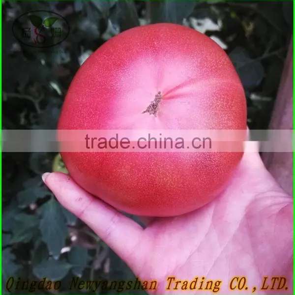 Fresh Tomatoes for Sale
