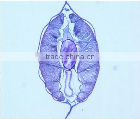 High Quality Zoology Slides ,high Quality Animal Slides photo-6