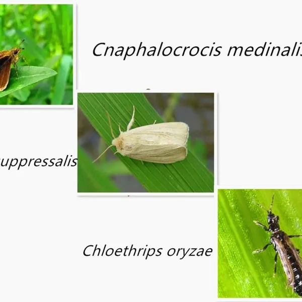 Wholesale Price Thiocyclam 88%TC Nematotoxin-based Insecticides photo-2