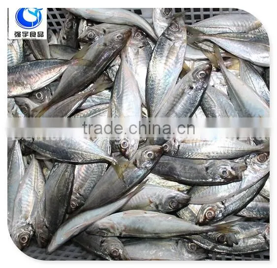 Fresh Frozen Fish Frozen Yellow Tail Horse Mackerel Fish
