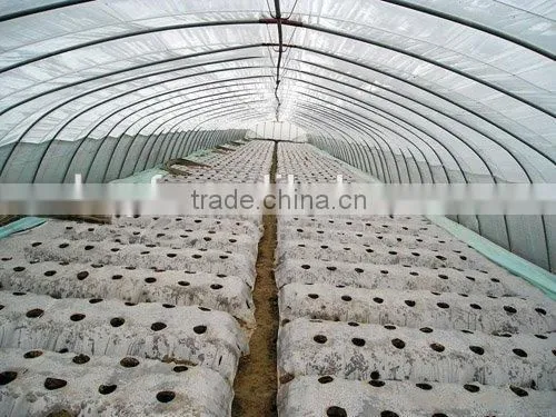 PE Agriculture Greenhouse Film photo-3