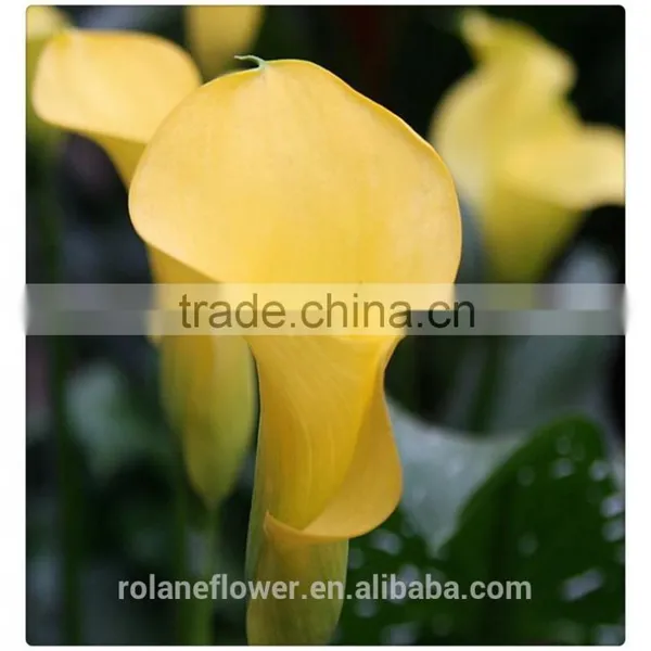 the Tipical Pura Color Fresh Cut Yellow Calla Lily Flower From China photo-4