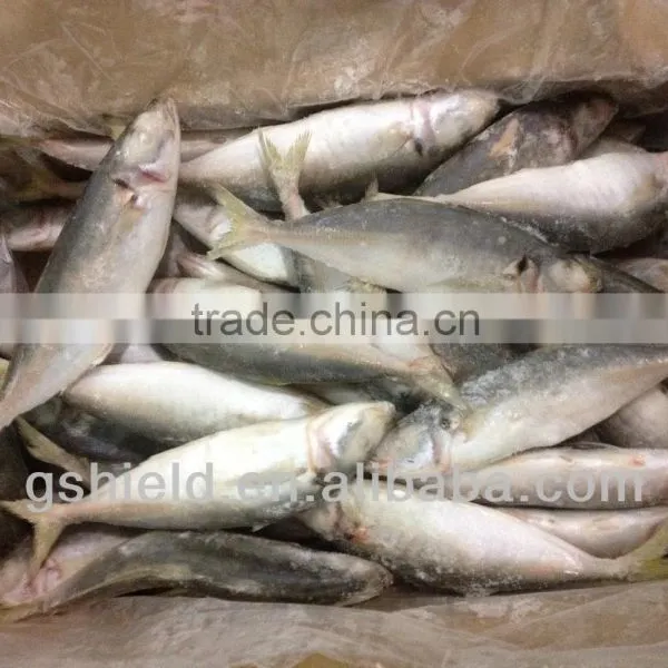2016 IQF 5-6pcs/kg Whole Round Frozen Small Eye Round Scad photo-5