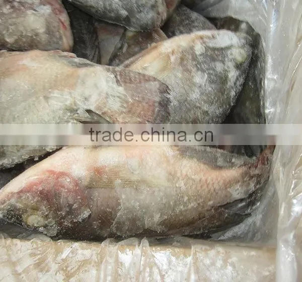 Hot Sale Market Frozen Tilapia Fillet Price