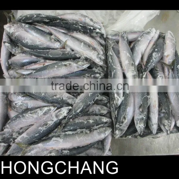 Frozen JAPAN Mackerel Whole Round photo-2