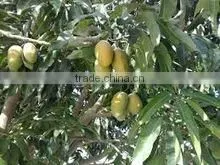 Mango photo-6