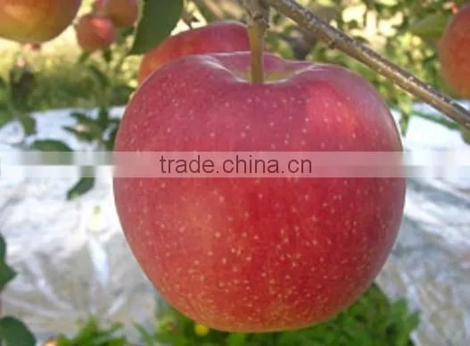 Japanese Various Delicious Apples photo-4