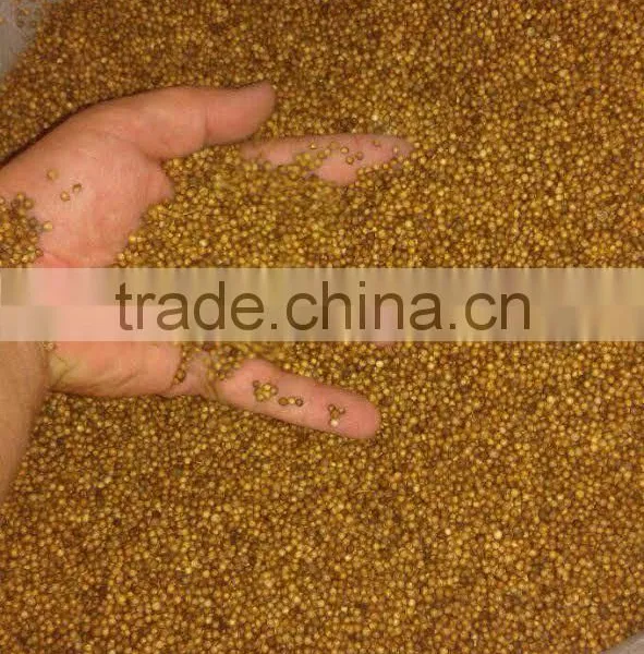 Coriander photo-3