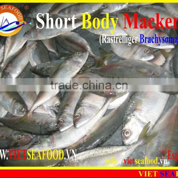 FROZEN SHORT BODY MACKEREL WHOLE ROUND photo-2