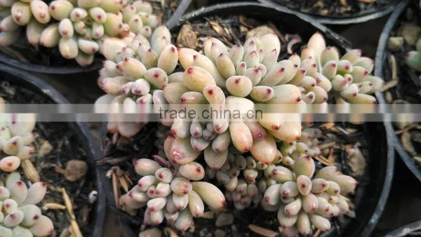 Graptopetalum Pachyphyllum Bluebean Decorative, Plants Echeveria Succulent Plants Tropical Plants photo-2