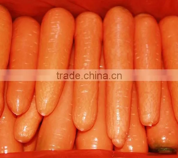 High Quality Chinese Fresh Carrots With Good Price photo-2