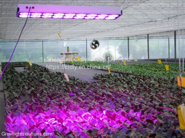CILDY Led High Power High Lumen 650w Led Grow Light 18 for Hydroponic Grow Room Tent,agricultural Greenhouses Used photo-5