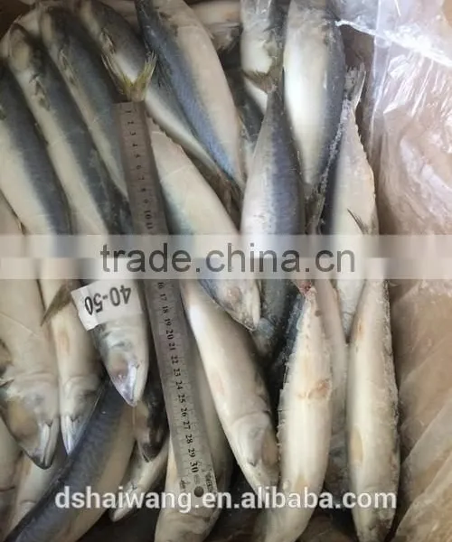 BQF Whole Round Pacific Mackerel Size 40 - 50 Pcs /g photo-4