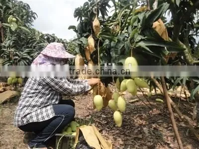 Mango Fruit Growing Paper Bag photo-5
