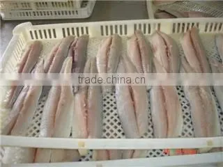 Deep Processed IQF Frozen Spanish Mackerel Fillet photo-2