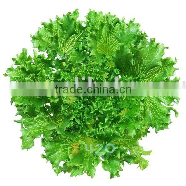 Lettuce - Iceberg
