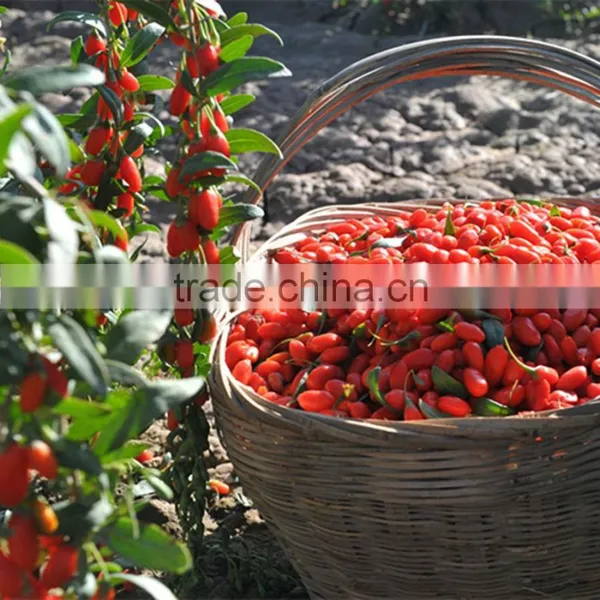 Certified USDA Organic Goji Berries Wholesaler photo-3