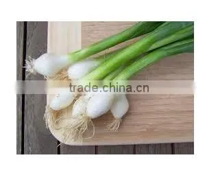 Spring Onion photo-2